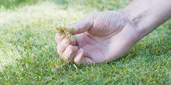 Gazon laten ontmossen