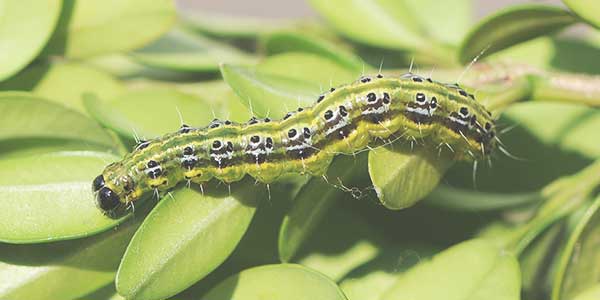 Insectenbestrijding in de tuin