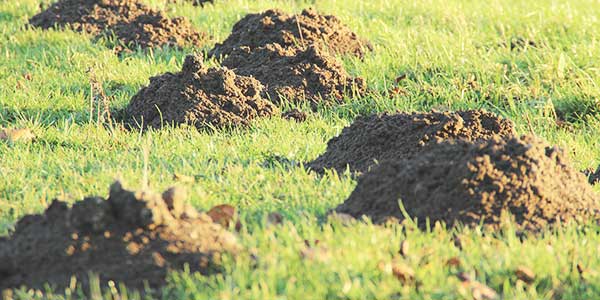 Ongediertebestrijding in de tuin