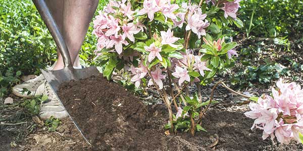 Planten laten onderhouden